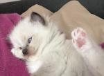 Thanksgiving Ragdoll Female Pointed Mitted Socked - Ragdoll Kitten For Sale - Central Nyack&comma; NY&comma; US