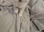 Ragdoll mink Tortie Female - Ragdoll Kitten For Sale - Jacksonville&comma; NC&comma; US
