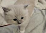 Ragdoll Blue mitted Mink - Ragdoll Kitten For Sale - Jacksonville&comma; NC&comma; US