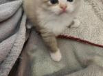 Ragdoll Tortie Female mink - Ragdoll Kitten For Sale - Jacksonville&comma; NC&comma; US