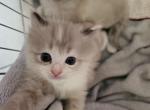 Ragdoll Kittens - Ragdoll Kitten For Sale - Jacksonville&comma; NC&comma; US