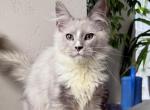 Sultan - Maine Coon Cat For Sale - Miami&comma; FL&comma; US