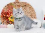 Blue golden spotted Scottish straight girl - Scottish Straight Kitten For Sale - Spokane&comma; WA&comma; US