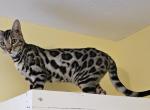 Magenta Silver Female - Bengal Cat For Sale - Bradner&comma; OH&comma; US