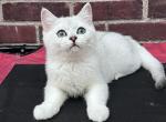 Black Silver Shaded babies 2 boys and 1 girl - British Shorthair Cat For Sale - NY&comma; US