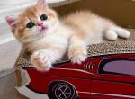 Black Golden Shaded girl - British Shorthair Kitten For Sale - NY&comma; US