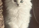 Luna Bengal x Scottish Beauty - Scottish Straight Kitten For Sale - Richmond&comma; TX&comma; US