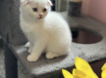 White Scottish shorthair - Scottish Fold Kitten For Sale - 