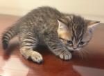 Scottish straight - Scottish Straight Kitten For Sale - Brooklyn&comma; NY&comma; US