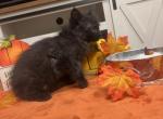 Lucifer - Siberian Kitten For Sale - Port Royal&comma; PA&comma; US