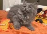 Nala - Siberian Kitten For Sale - Port Royal&comma; PA&comma; US