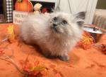 Luna - Siberian Kitten For Sale - Port Royal&comma; PA&comma; US