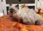 Bluey - Siberian Kitten For Sale - Port Royal&comma; PA&comma; US