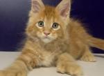 Zanzibar Polydactyl - Maine Coon Kitten For Sale - Miami&comma; FL&comma; US