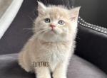 British shorthaired lilac male kitten - British Shorthair Kitten For Sale - Thornton&comma; CO&comma; US