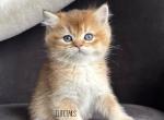 British Shorthaired Gold Male kitten - British Shorthair Kitten For Sale - Thornton&comma; CO&comma; US