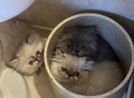Margie - Himalayan Kitten For Sale - Germantown&comma; MD&comma; US