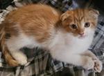 Kittens - Scottish Fold Kitten For Sale - Post Falls&comma; ID&comma; US