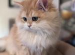 Kalabosha - British Shorthair Kitten For Sale - San Mateo&comma; CA&comma; US