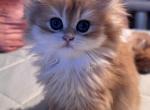Pirojok - British Shorthair Kitten For Sale - San Mateo&comma; CA&comma; US