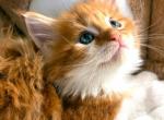 Paprika - Maine Coon Kitten For Sale - Manchester Township&comma; NJ&comma; US