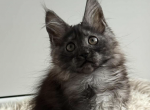 Leya - Maine Coon Kitten For Sale - Brighton&comma; CO&comma; US