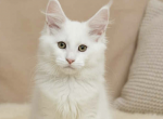 Ustin - Maine Coon Kitten For Sale - Brighton&comma; CO&comma; US