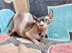 Narnia Proven Elf Sphynx Large Litters and Dwelf - Sphynx Cat For Sale/Service - Gibsonton&comma; FL&comma; US