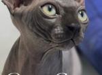 Onyx - Sphynx Kitten For Sale - Gibsonton&comma; FL&comma; US