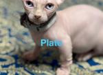 Dwelf Blue Eyed Plato - Sphynx Kitten For Sale - Gibsonton&comma; FL&comma; US