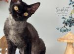 Devon Rex color black female - Devon Rex Cat For Sale - Hollywood&comma; FL&comma; US