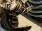 Serigo - Scottish Straight Kitten For Sale - North Richland Hills&comma; TX&comma; US