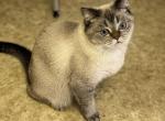 Iris - Scottish Straight Cat For Sale - North Richland Hills&comma; TX&comma; US