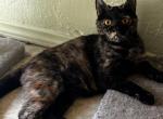 Kira - Scottish Straight Kitten For Sale - North Richland Hills&comma; TX&comma; US