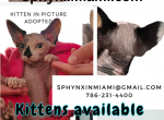August - Sphynx Kitten For Sale - Leehigh&comma; FL&comma; US
