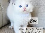 BOO - Ragdoll Kitten For Sale - Attica&comma; MI&comma; US