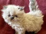 Marbellas kids - Himalayan Kitten For Sale - Warminster&comma; PA&comma; US