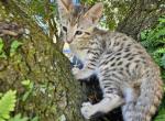 F6 Scarlette Red - Savannah Kitten For Sale - Lakeland&comma; FL&comma; US