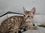 F4 Mr Oliver Green - Savannah Kitten For Sale - Lakeland&comma; FL&comma; US