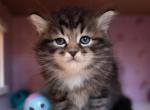 Mittens - Siberian Kitten For Adoption - Spfld&comma; MA&comma; US