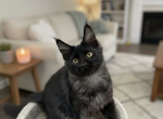 Alaska - Maine Coon Kitten For Sale - Brighton&comma; CO&comma; US