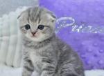 Germiona - Scottish Fold Kitten For Sale - Chicago&comma; IL&comma; US