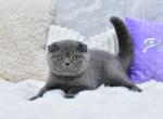 Jimmi1 - Scottish Fold Kitten For Sale - Chicago&comma; IL&comma; US