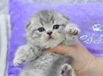 Garfield - Scottish Fold Kitten For Sale - Chicago&comma; IL&comma; US