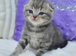 Gera - Scottish Fold Kitten For Sale - Chicago&comma; IL&comma; US