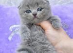 Gucci - Scottish Fold Kitten For Sale - Chicago&comma; IL&comma; US