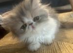 Persian kitten - Persian Kitten For Sale - Las Vegas&comma; NV&comma; US