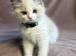 Sophie blue hold - Ragdoll Kitten For Sale - NC&comma; US