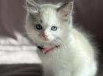 Daisy pink hold - Ragdoll Kitten For Sale - NC&comma; US