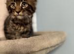 Ozzy - Maine Coon Kitten For Sale - Wilmington&comma; DE&comma; US